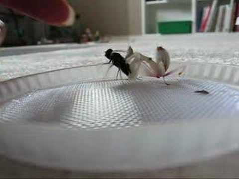 Hymenopus coronatus catching a bee fly