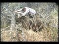 Brown Bear Hunt on Kodiak Island - YouTube