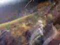 videos de arsenal boca.cancha de racing.3gp