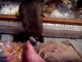 Pet Rats Pet Rats