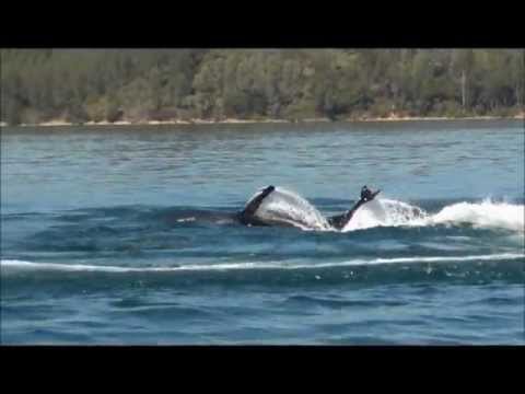 Killer Whale Seabreacher Watercraft