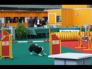 Dog Agility at The Winner, Amsterdam. Dog Agility at The Winner, Amsterdam.