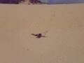 videos de face plants