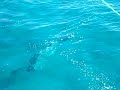 t head trashes tarpon