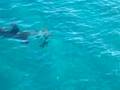 videos de t head trashes tarpon