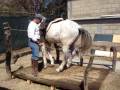 videos de Caballo Español en Tarima