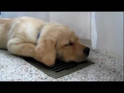 Sleepy Labrador Puppy Moki Loves The A/C – SO CUTE!