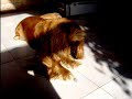Malù cocker spaniel intrepido Malù cocker spaniel intrepido