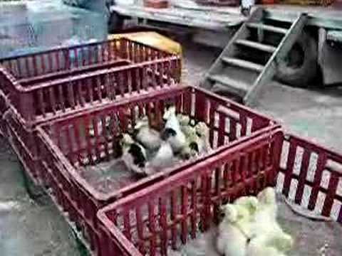 Ducks in Laval