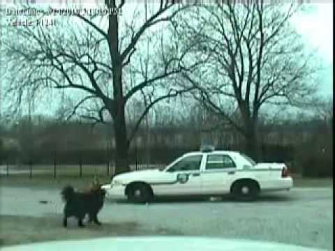 rottweiler attaque