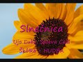 Slnečnica