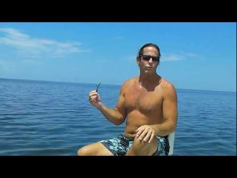how to harvest scallops in florida
