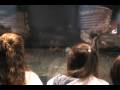 videos de Georgia Aquarium scenes