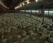 The Turkey Industry - Part 1