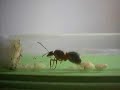 Ant queen: Serviformica cf. cunicularia