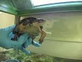 Western Pond Turtles New Exhibit