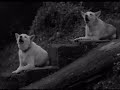 Bali Street Dog Rescue