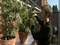 Greenhouse Gardening The Chilli Way Greenhouse Gardening The Chilli Way