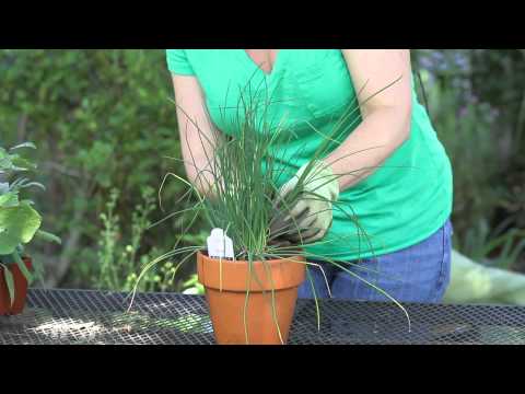 how to harvest chives