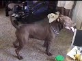 toy poodle vs pitbull toy poodle vs pitbull