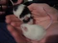 Crunchy and Miecie