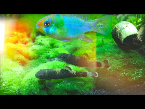 Mooskugeln auf flache Schiefersteine binden