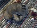 Playful Puppies