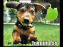 LOLDOGS LOLDOGS