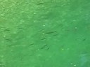 Trouts in river Sava Bohinjka - (Slovenia)
