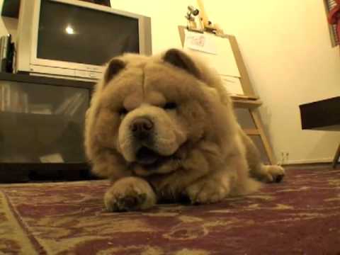 Chow Chow