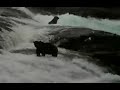 Grizzly Bears Grizzly Bears