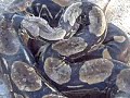 Alexon and you snake1