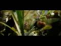  - Piczo Movies Video