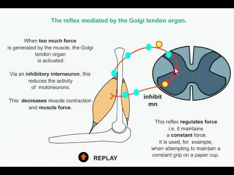 stretch reflex - action of muscle spindles under stretch and golgi tendon organs under excess tension.