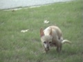 dexter pooh
