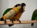 caiques con la prima lima
