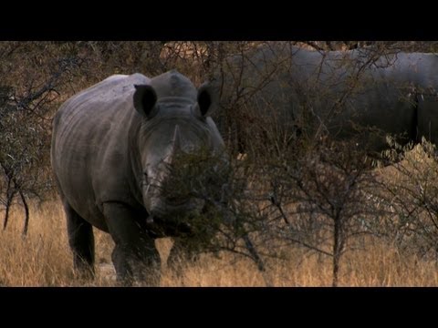 rhinos - The team observes rhinos in their natural habitat for the first time. | For more Battleground: Rhino Wars, visit http://animal.discovery.com/tv-shows/battleg...