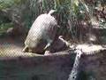 Tortoises Humping