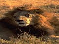 zoolöwe-hörspiel zoolöwe-hörspiel