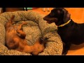 View Video