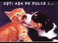 ceva o sa iti placa     pentru ca     te iubeste cineva    in lumea asta
