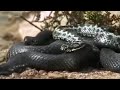 Amazing arctic snakes mating and fighting - Deadly Vipers - BBC animals