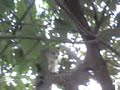 acs kucing dibelasah oleh burung 2-01-04-08_1902