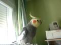 videos de A Hera le encantan las plumas