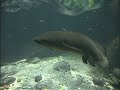 lungfish