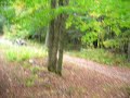 Wolfman in NH