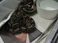 pied x het. pied by MCS pied x het. pied by MCS
