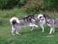 Qanik, Nukka & Nilak