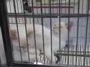 Cute Kitties! Cute Kitties!