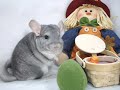 HAPPY HALLOWEEN THE CHIN-OLANTERN SUITE FROM LUCKYS WONDER OF CHINCHILLAS